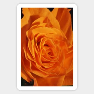 Orange Rose Closeup Sticker